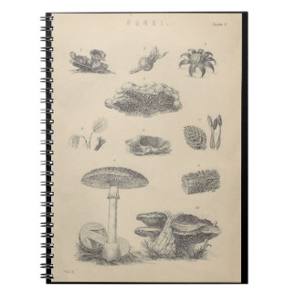 Illustration des champignons du 19e siècle Livre d