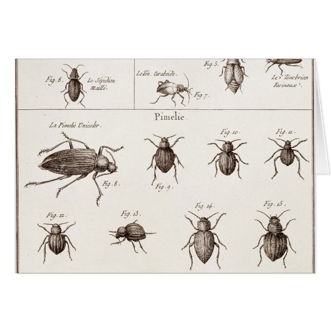Illustration des insectes des insectes des années  (Devant horizontal)