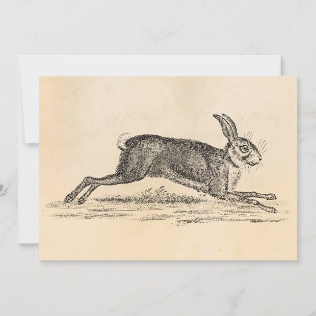 Illustration du lapin lapin lièvre vintage des ann (Devant)