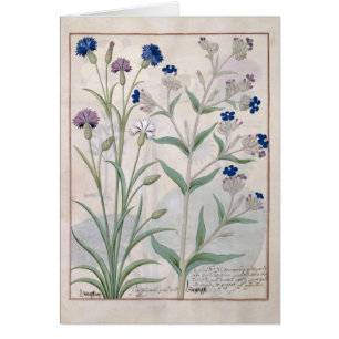 Illustration du "livre des médecines simples" 3