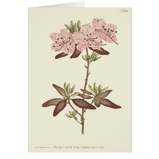 Illustration du Rhododendron à feuilles pointillée (Devant)