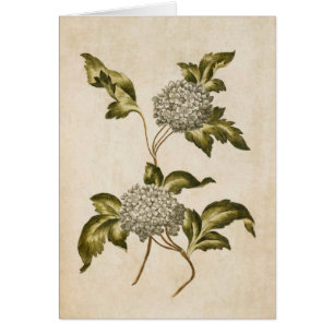 Illustration du Rose vintage de Guelder de fleurs 