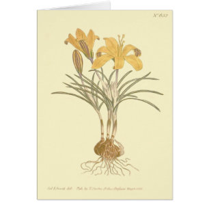 Illustration du tissu de crocus d'or