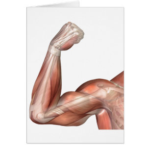Illustration d'un bras fléchi montrant le biceps