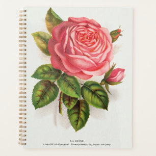 Illustration Florale Rose Rose Antique Cottagecore