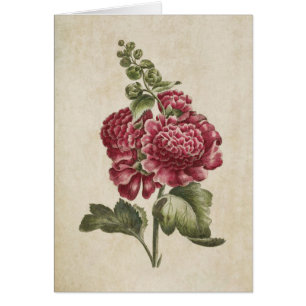 Illustration Hollyhock de la flore botanique Vinta