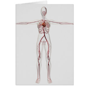 Illustration Médicale : Appareil circulatoire