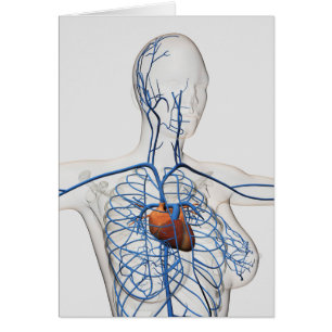 Illustration Médicale d'appareil circulatoire