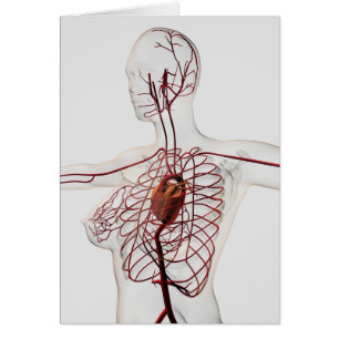 Illustration Médicale d'appareil circulatoire