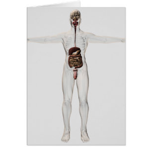 Illustration Médicale de l'appareil digestif