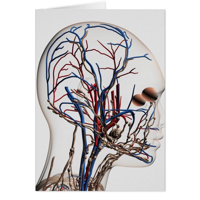 Illustration Médicale Des Artères De Tête 1 (Devant)