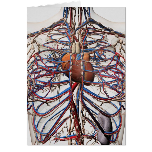 Illustration Médicale Des Artères Du Sein Féminin (Devant)