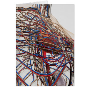 Illustration Médicale Des Artères Du Sein Féminin