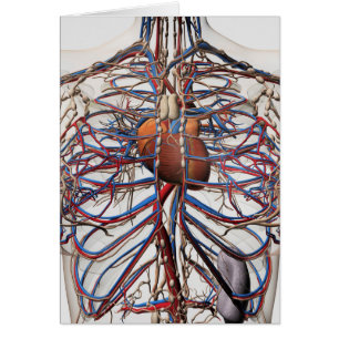 Illustration Médicale des artères femelles de se