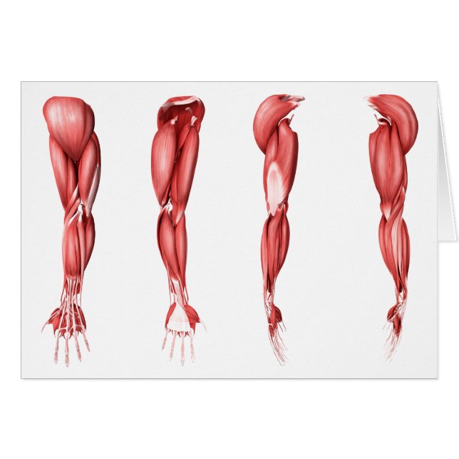 Illustration Médicale Des Muscles Armés Humains (Devant horizontal)