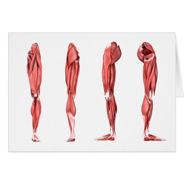 Illustration Médicale Des Muscles De Jambes Humain (Devant horizontal)