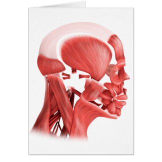 Illustration Médicale Des Muscles Faciaux Hommes 2
