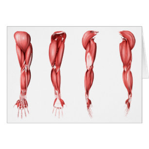 Illustration Médicale des muscles humains de bras