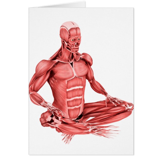 Illustration Médicale Des Muscles Masculins Assis (Devant)