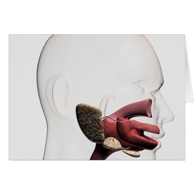 Illustration Médicale Du Digestif Humain (Devant horizontal)