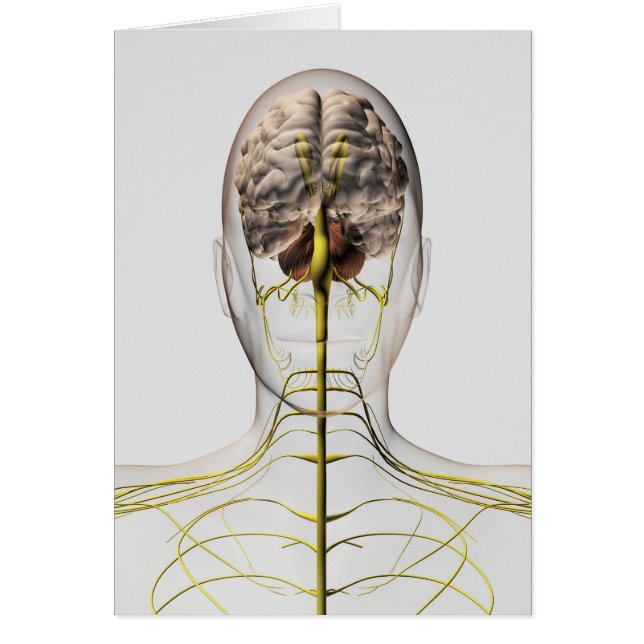 Illustration Médicale Du Système Nerveux Humain 2 (Devant)