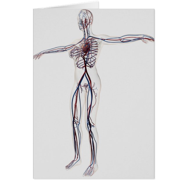 Illustration Médicale : Système circulatoire fémin (Devant)