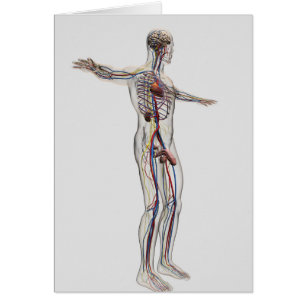 Illustration Médicale : Système de reproduction ma