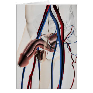 Illustration Médicale : Système de reproduction ma