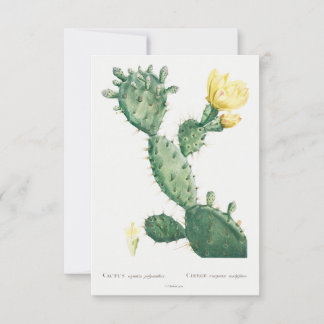 Illustration plante vintage