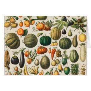 Illustration scientifique végétale des fruits