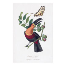 illustration vintage art mural toucan