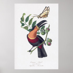 illustration vintage art mural toucan