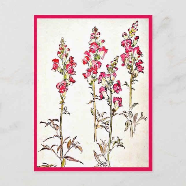 Illustration Vintage Carte Postale-Beatrix Potter  (Devant)