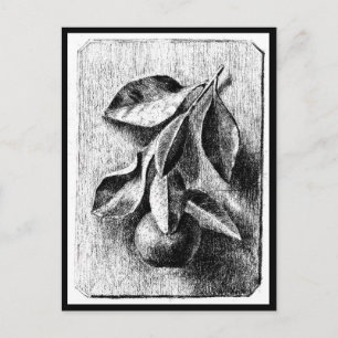 Illustration Vintage Carte Postale-Beatrix Potter