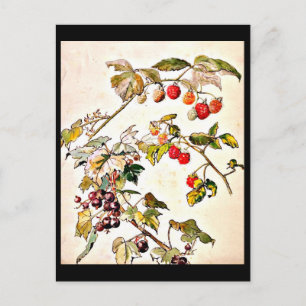 Illustration Vintage Carte Postale-Beatrix Potter