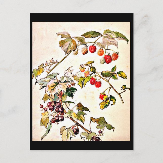 Illustration Vintage Carte Postale-Beatrix Potter  (Devant)