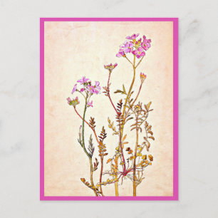 Illustration Vintage Carte Postale-Beatrix Potter