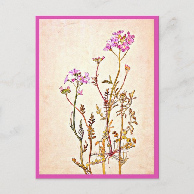 Illustration Vintage Carte Postale-Beatrix Potter  (Devant)