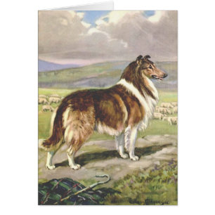 Illustration vintage - chien rugueux de colley,
