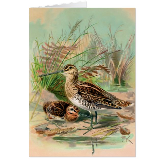 Illustration vintage commune d'oiseau de Snipe (Devant)