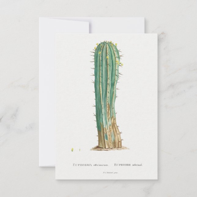 Illustration vintage de Cactus plante (Devant)