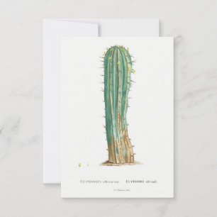 Illustration vintage de Cactus plante