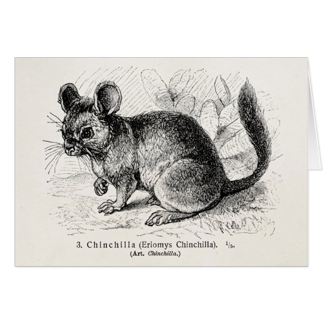 Illustration vintage de chinchillas de chinchilla (Devant horizontal)