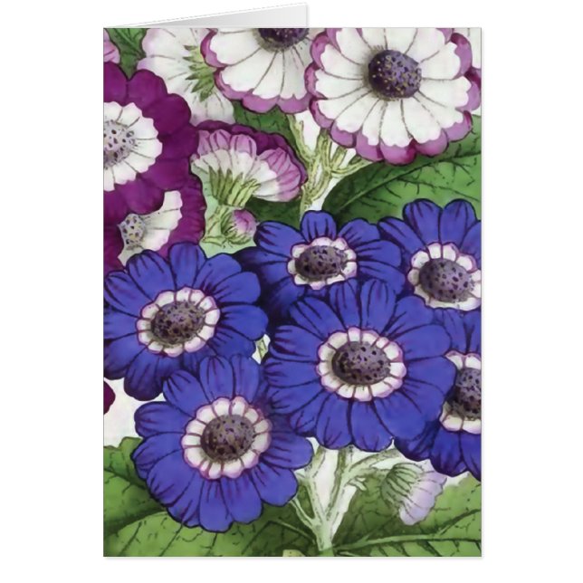 Illustration vintage de fleur de "cinéraire" (Devant)