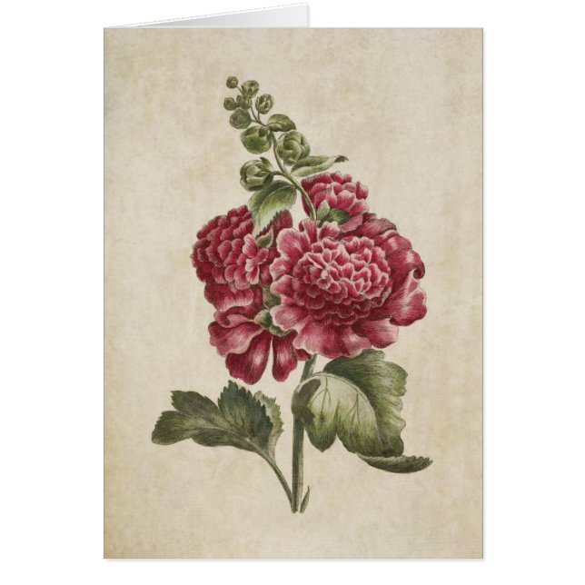 Illustration vintage de Hollyhock Floral Botanique (Devant)