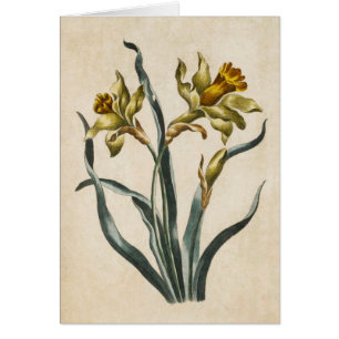 Illustration vintage de la jonquille florale botan