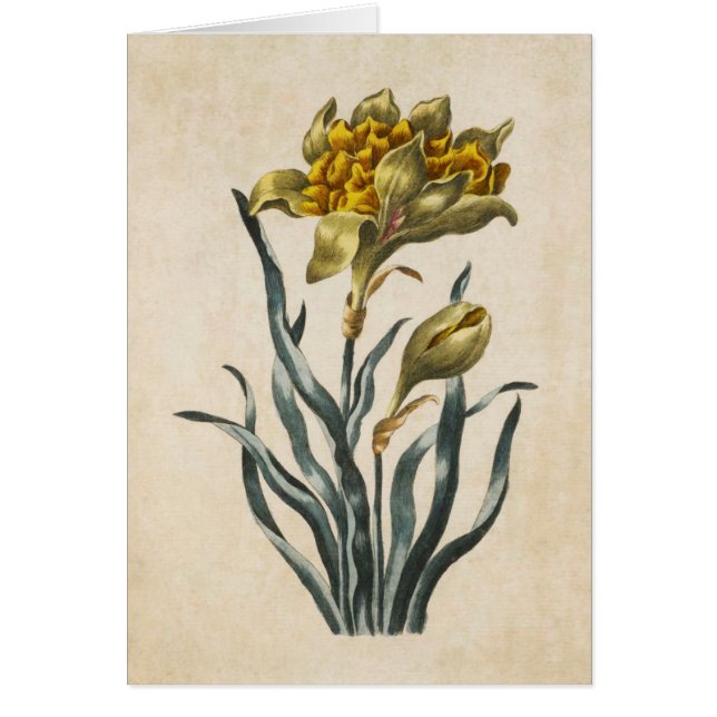 Illustration vintage de la jonquille florale botan (Devant)