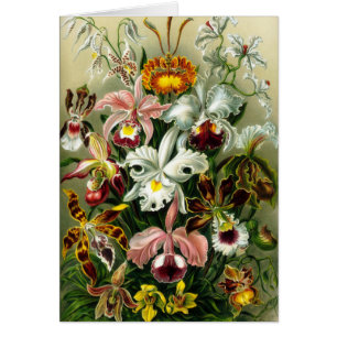 Illustration vintage des orchidées