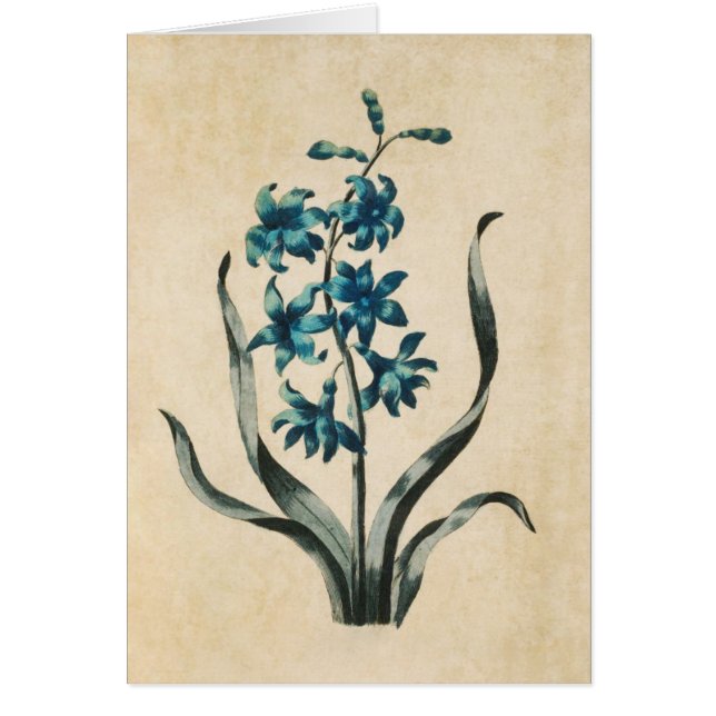 Illustration vintage d'Hyacinthe Florale Botanique (Devant)