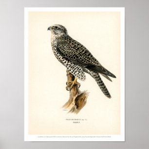 Illustration vintage d'oiseau - affiche de faucon